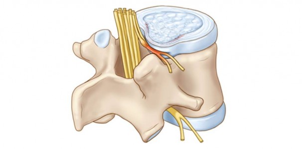 LUMBAR VERTEBRAE