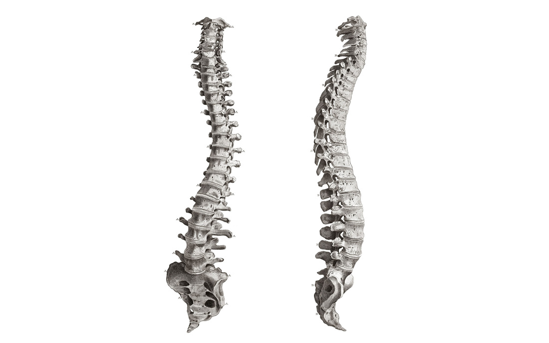 SPINE CARE